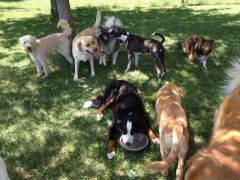 dogs-playing-in-shade.jpg